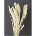 SETARIA 24" BLEACHED- OUT OF STOCK
